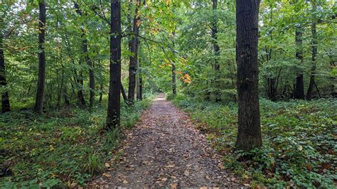pluckly woods|pluckley woods uk.